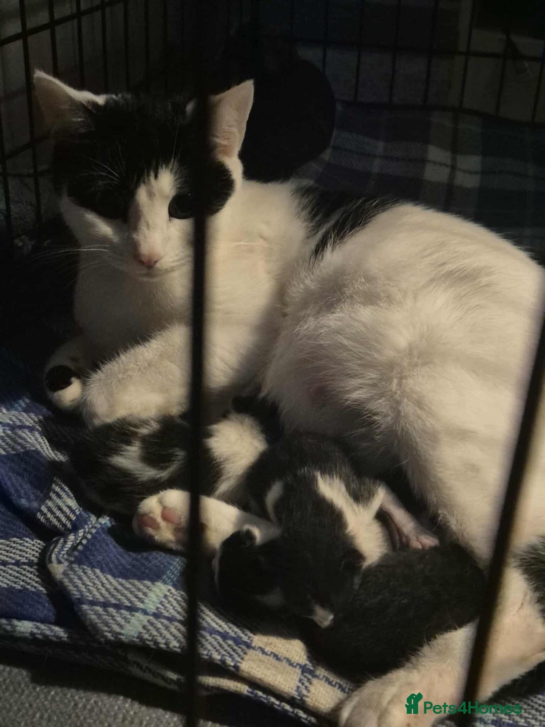 American Shorthair cats for sale: 5 kittens for sale 1boy 4girls.  - Image 9