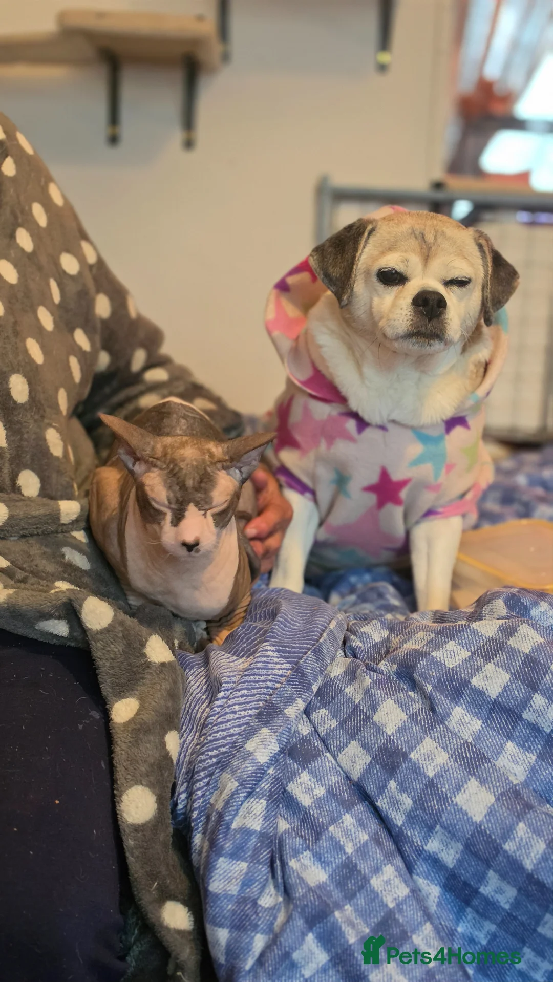 Sphynx cats for sale: Loving sphynx  - Advert 2