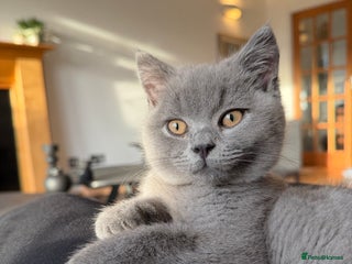 British Shorthair cats British shorthair kitten for sale - Advert 2