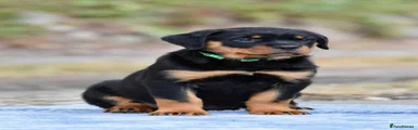 Green Collar Female