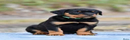 Rottweiler dogs for sale: Rottweiler Puppies – Stunning Old School Type in Whitchurch - Advert 7