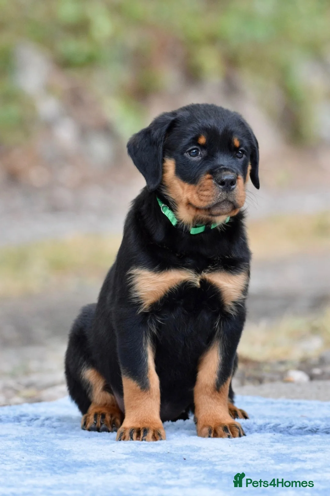 Rottweiler dogs for sale: Rottweiler Puppies – Stunning Old School Type in Whitchurch - Advert 7