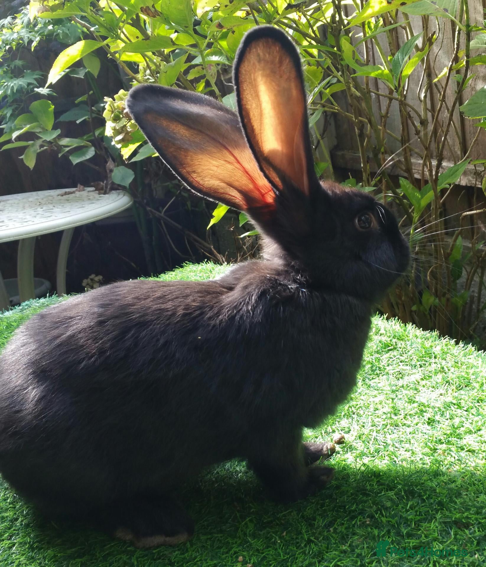 Continental Giant rabbits PURE Continental Giant BUCK Vaccinated RESERVE 🐰  - Advert 4