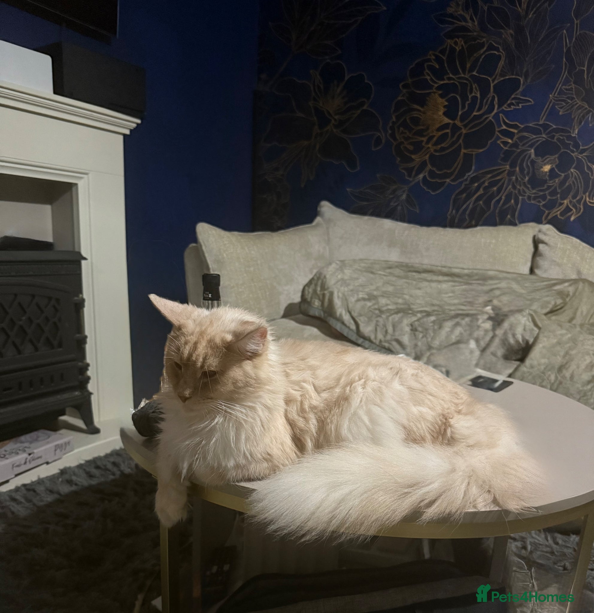 Maine Coon cats Active tica cream smoke female, no litters  - Advert 16