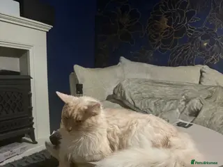 Maine Coon cats Active tica cream smoke female, no litters - Advert 16