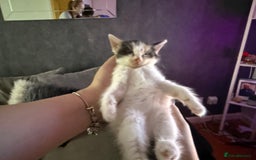 Mixed Breed cats for sale: Stunning kittens available now  - Image 21