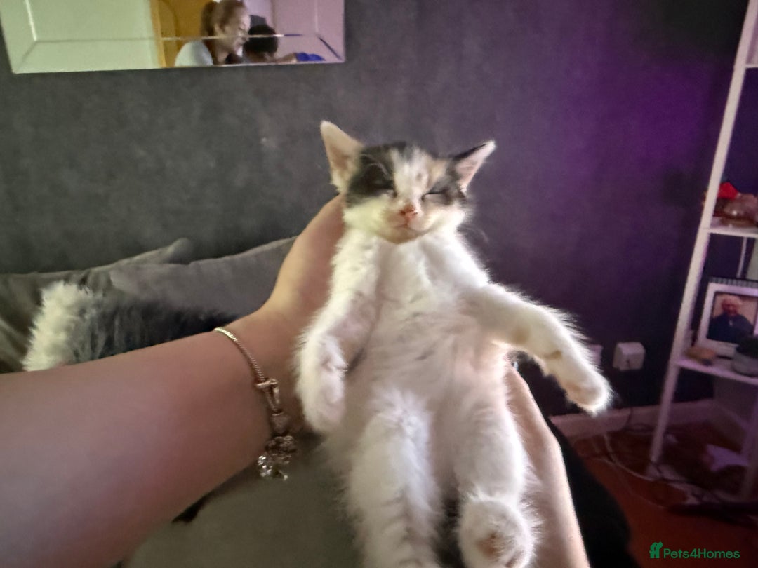 Mixed Breed cats for sale: Stunning kittens available now  - Image 21