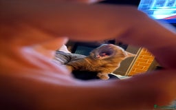 Mixed Breed cats for sale: Ginger 1 year old Kitten  - Image 5