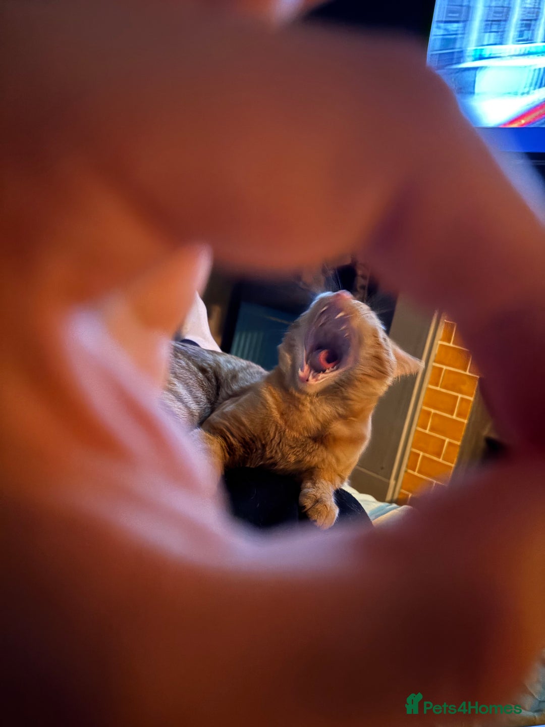 Mixed Breed cats for sale: Ginger 1 year old Kitten  - Image 5