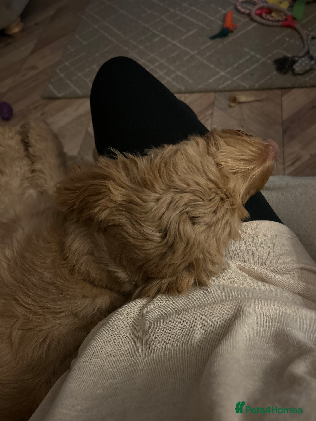 Cavapoo dogs for sale:  Cavapoo puppy  for re-homing - Advert 5