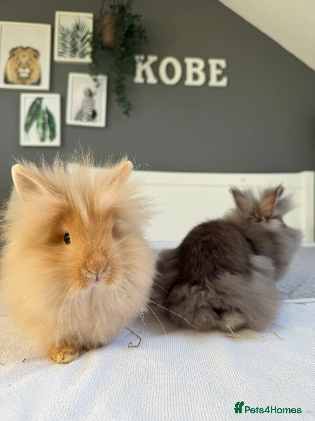 Lionhead rabbits for sale: 2 x lionhead rabbits - Advert 4