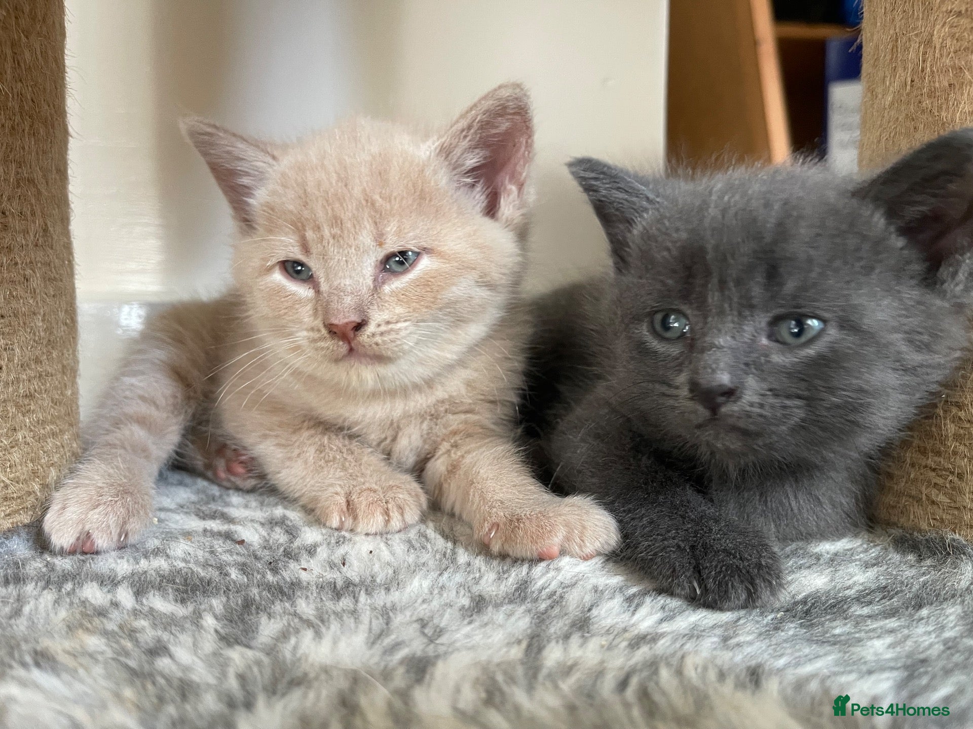 Mixed Breed cats Cream / Grey kittens - Advert 1