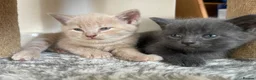 Mixed Breed cats for sale: Cream / Grey kittens - Advert 1