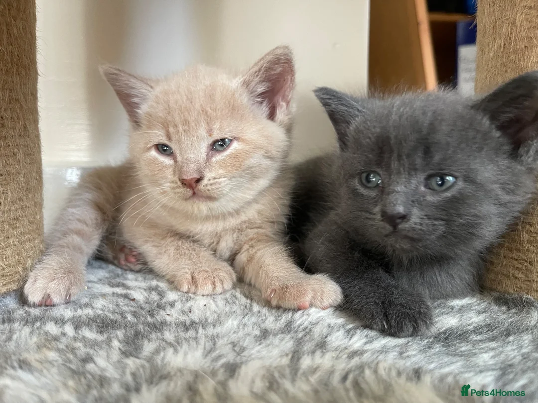 Mixed Breed cats for sale: Cream / Grey kittens - Advert 1