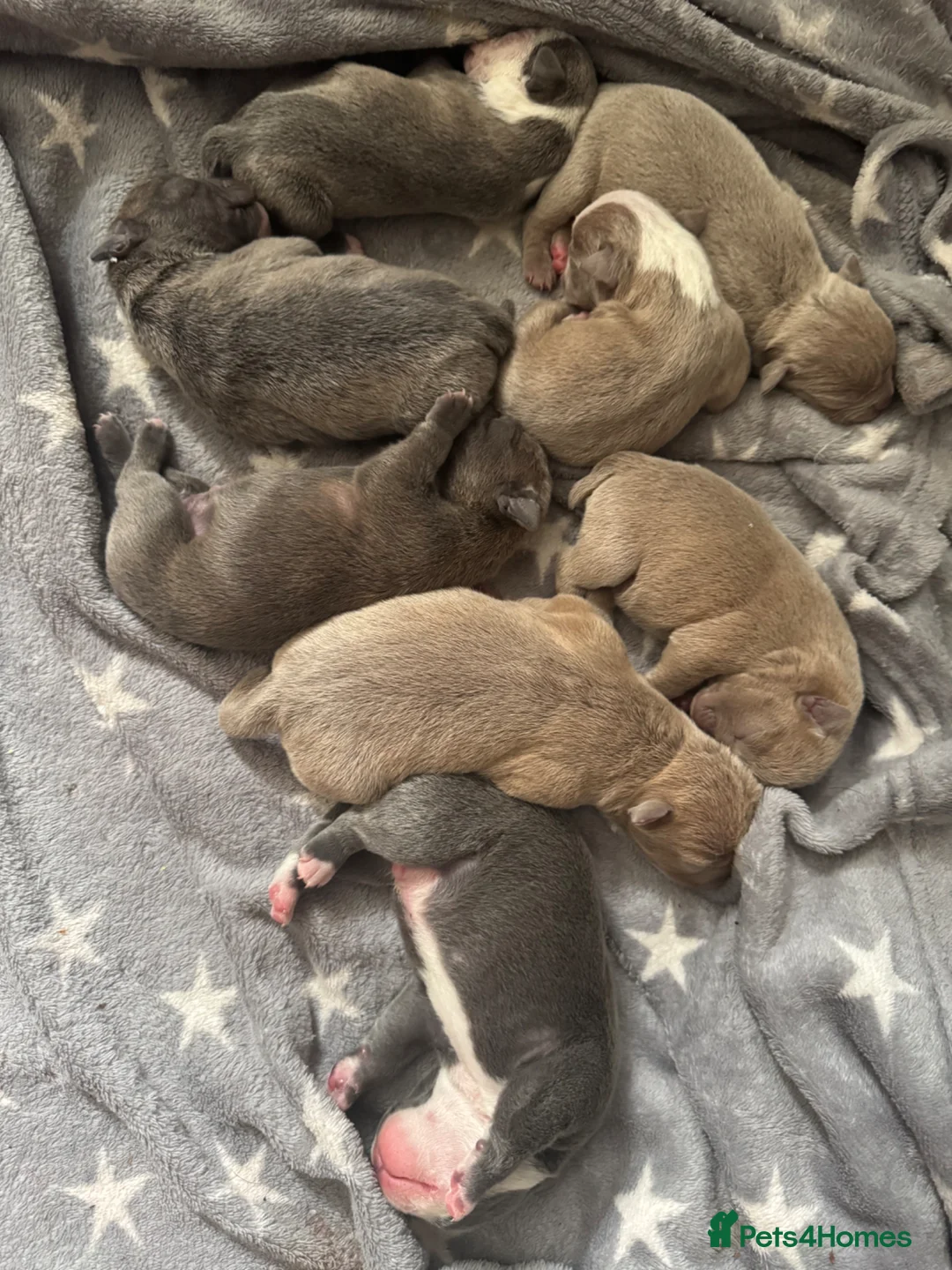 Olde English Bulldogge dogs for sale: Family pet  - Advert 1