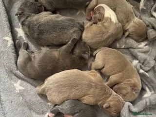 Olde English Bulldogge dogs Family pet - Advert 1