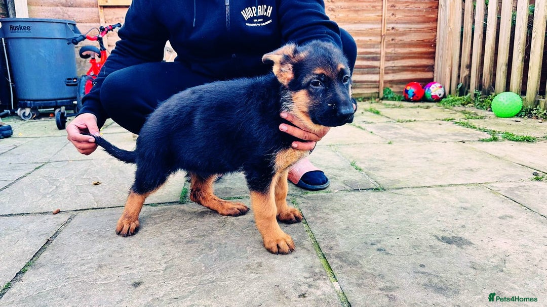German Shepherd dogs for sale: German Shepherd Puppies for Sale — Only 4 Left! - Advert 9