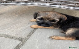 Border Terrier dogs for sale: "REDUCED" Beautiful Border Terrier Pups - Image 3