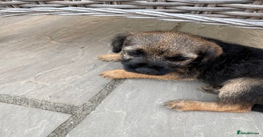 Border Terrier dogs - Advert 15