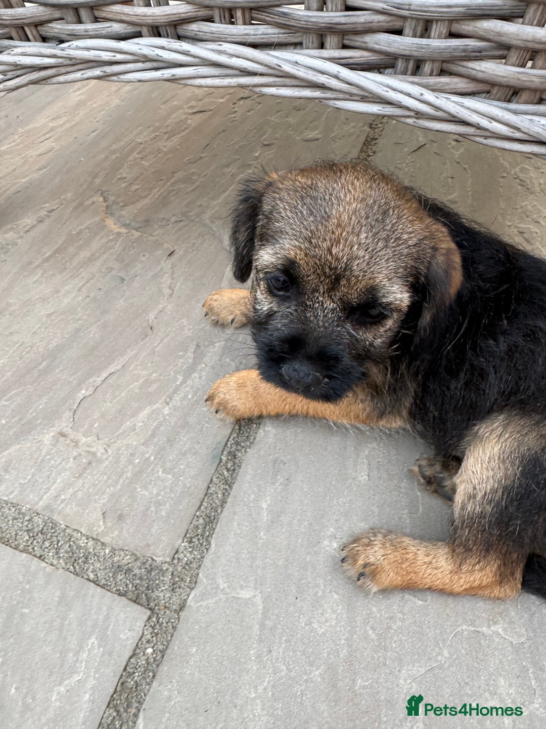 Border Terrier dogs for sale: "REDUCED" Beautiful Border Terrier Pups - Image 3