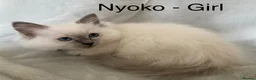Ragdoll cats for sale: Beautiful GCCF Pedigree Ragdoll Kittens - Advert 3