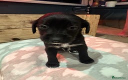 Mixed Breed dogs for sale: Sprollies - Image 19