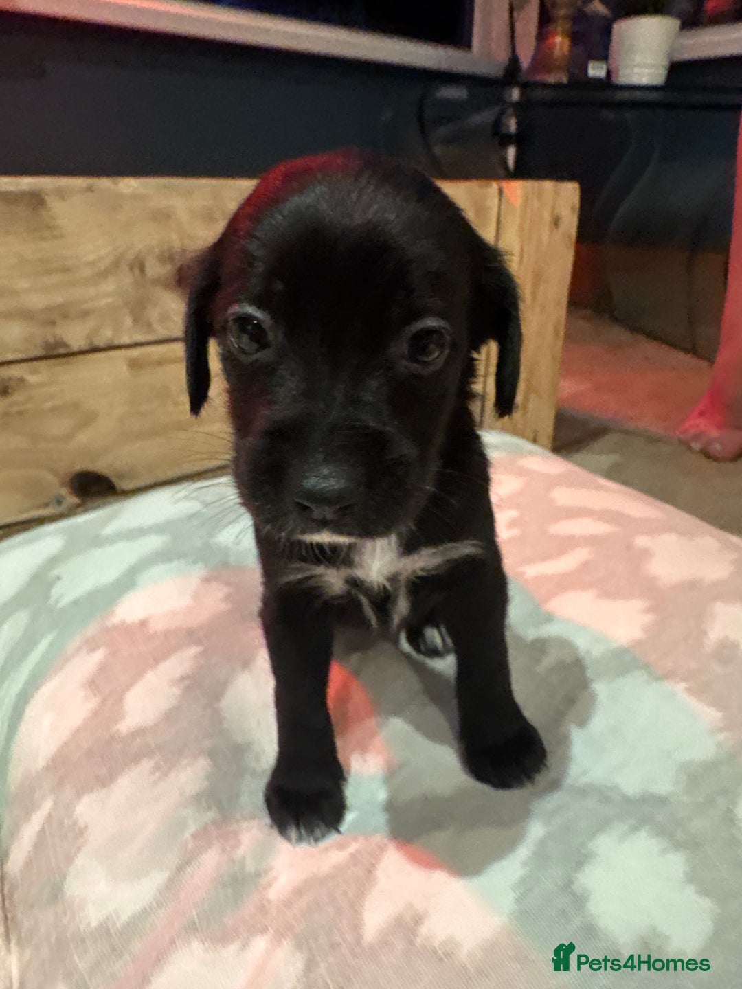 Mixed Breed dogs for sale: Sprollies - Image 19