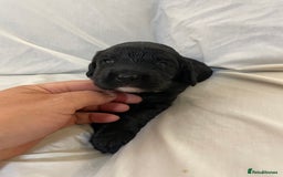 Sproodle dogs for sale: F1 Miniature Sproodles from Health Tested Parents. - Image 13