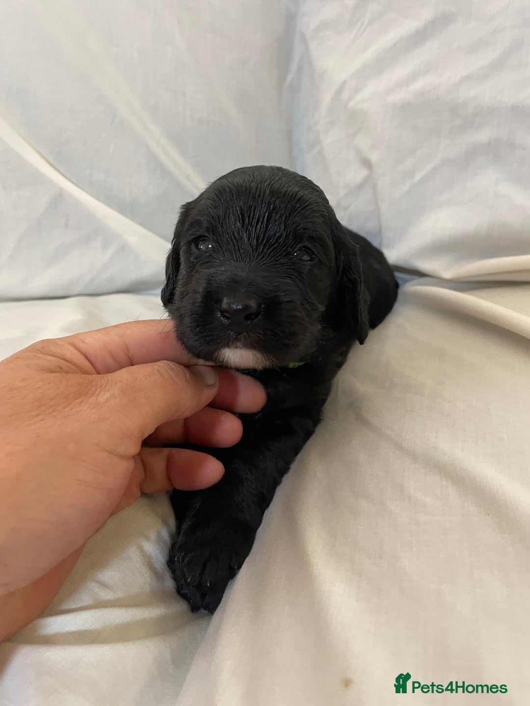 Sproodle dogs for sale: F1 Miniature Sproodles from Health Tested Parents. - Image 13