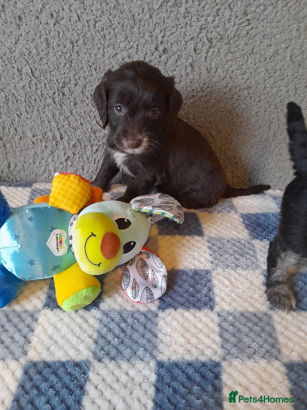 Sproodle dogs for sale: Gorgeous Sproodle pups. - Advert 11