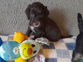 Sproodle dogs Gorgeous Sproodle pups. - Advert 2