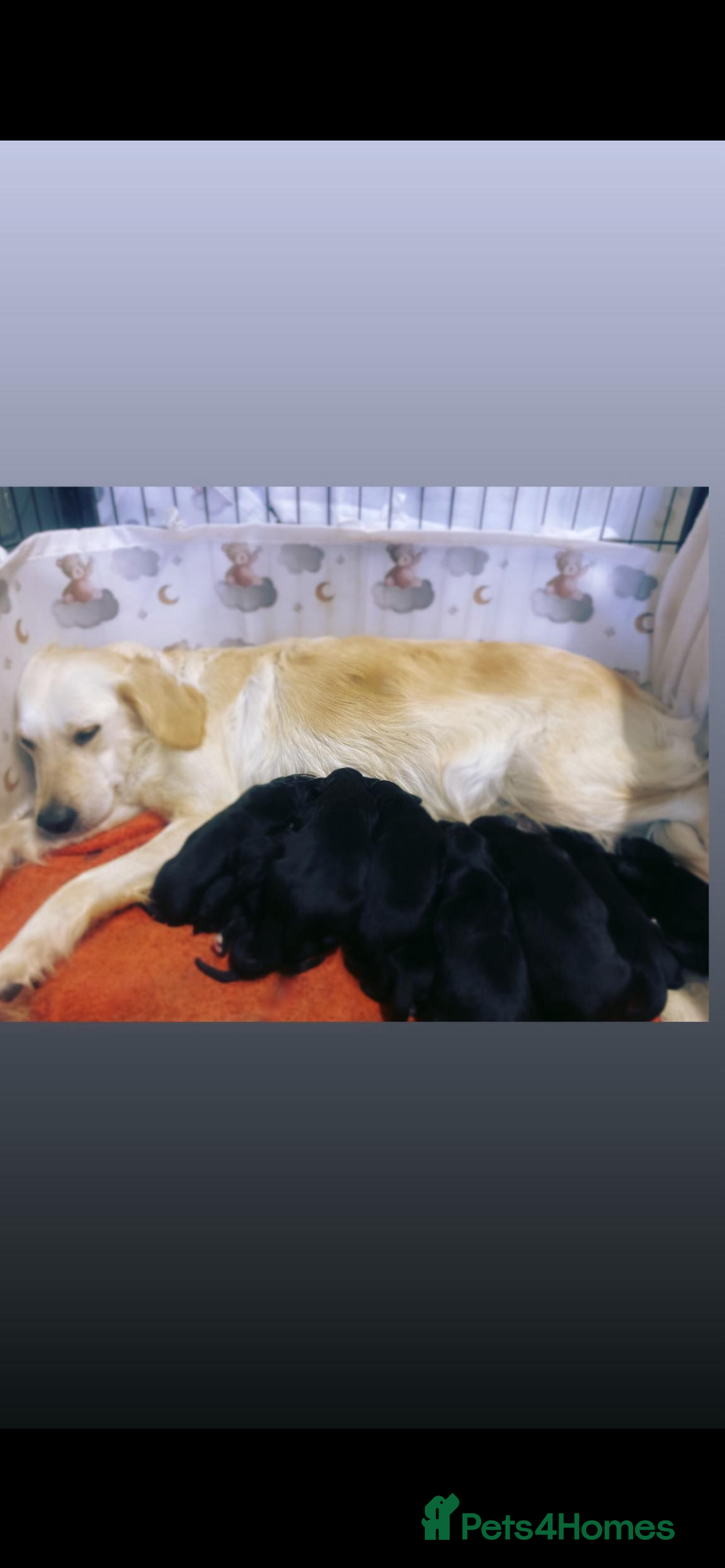Mixed Breed dogs for sale: coltriever - Image 1