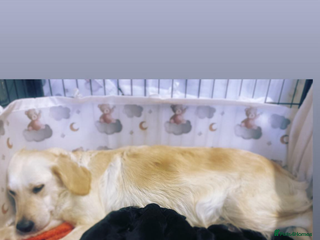 Mixed Breed dogs - Advert 5