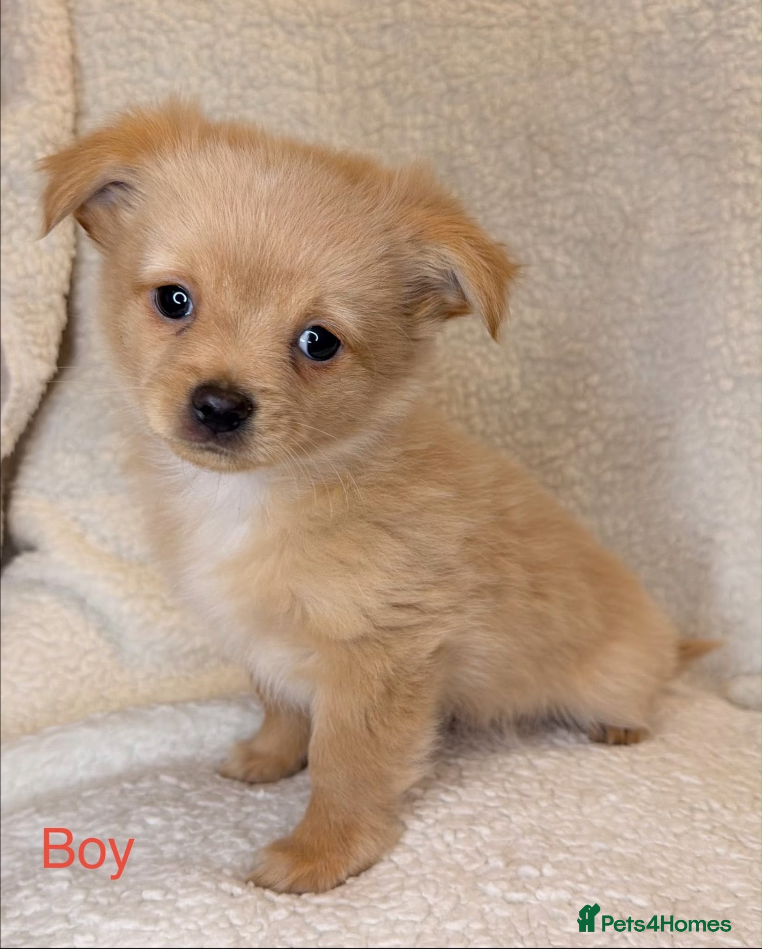 Mixed Breed dogs Pomeranian x chihuahua pups  - Advert 1