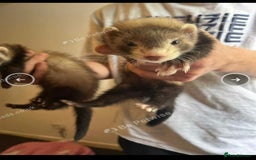 Ferret rodents for sale: Ferrets kits  - Image 2
