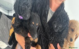 Labradoodle dogs for sale: Miniature labradoodle puppies F1B ready now  - Image 5
