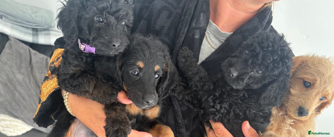 Labradoodle dogs for sale: Miniature labradoodle puppies F1B ready now  - Image 5