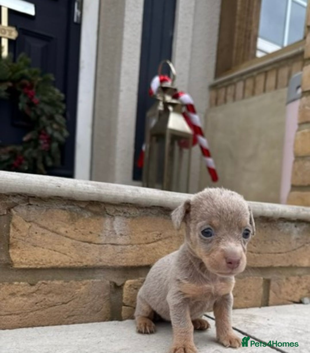 Jack Russell dogs for sale: Much wenlock jack russell pups  - Advert 8