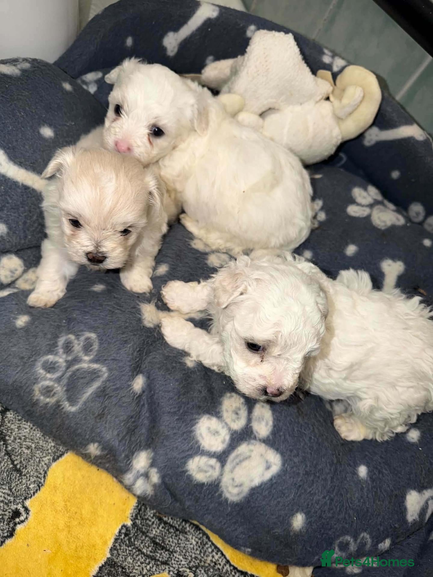 Bichon Frise dogs 3 Beautifuls puppy Bichon Maltese  - Advert 2
