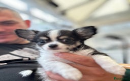 Chihuahua dogs for sale: Chihuahua  - Image 26