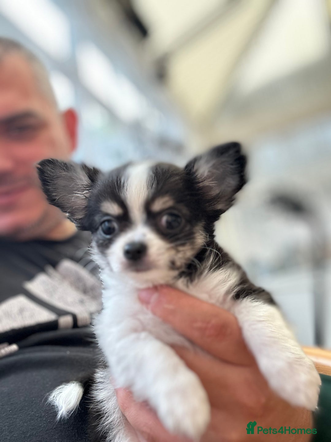 Chihuahua dogs for sale: Chihuahua  - Image 26