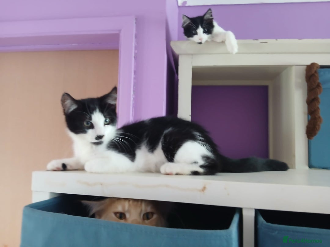 Maine Coon cats for sale:  Vet check. Full Vaccinated. Microchiped kittens in Sudbury - Image 37