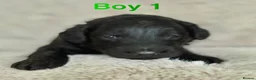 Bordoodle dogs for sale: Exceptional F1bbb Bordoodle Puppies  - Advert 2