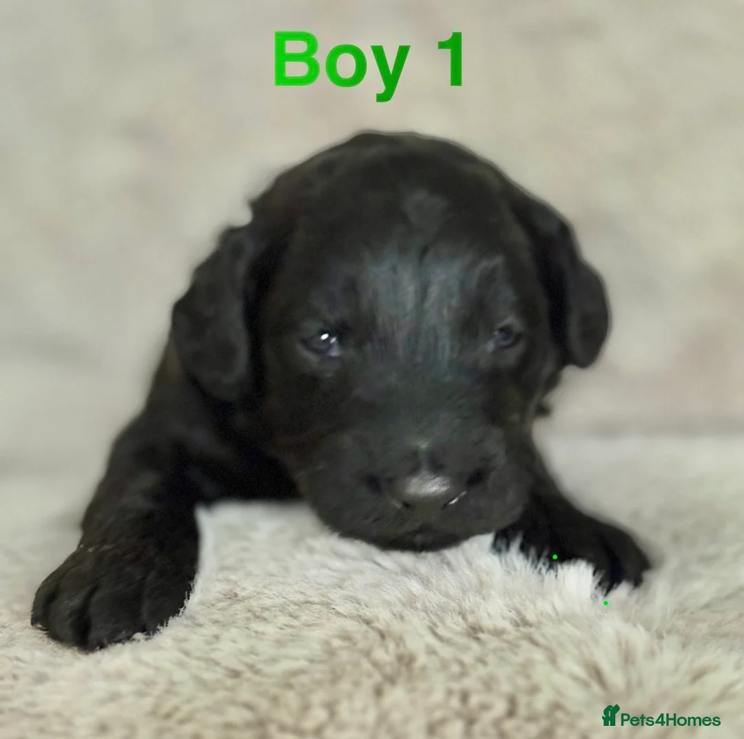 Bordoodle dogs for sale: Exceptional F1bbb Bordoodle Puppies  - Advert 2