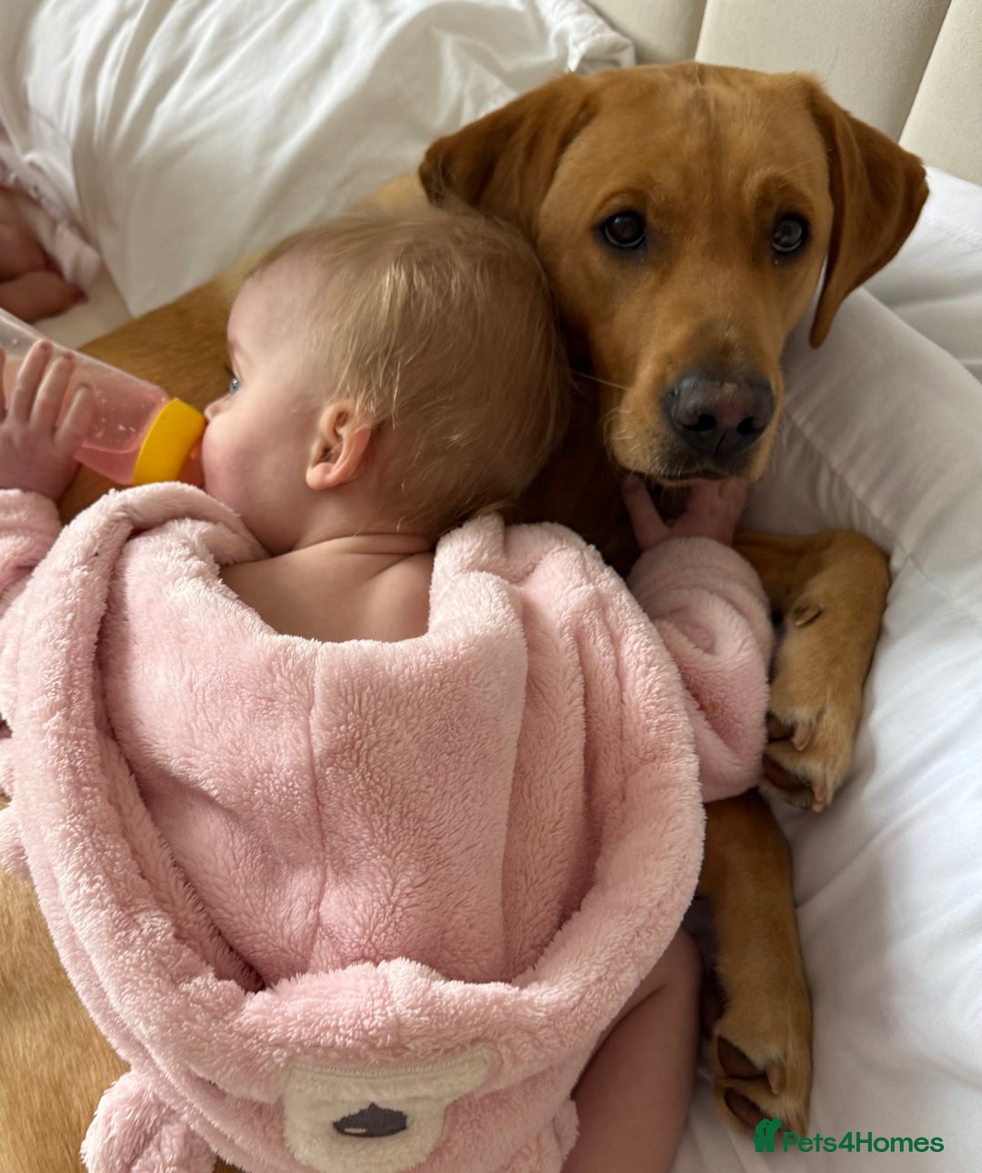 Labrador Retriever dogs for sale: (REDUCED) KC registered Labradors  - Advert 15