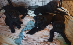 Labradoodle dogs for sale: ☆Ready to leave☆ CHUNKY PUPPIES ☆ - Advert 1