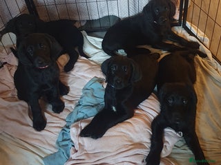 Labradoodle dogs ☆Ready to leave☆ CHUNKY PUPPIES ☆ - Advert 1