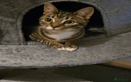 Bengal cats for sale: 3 part bengal boys - Advert 4