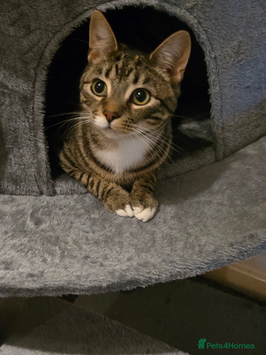 Bengal cats for sale: 3 part bengal boys - Advert 4