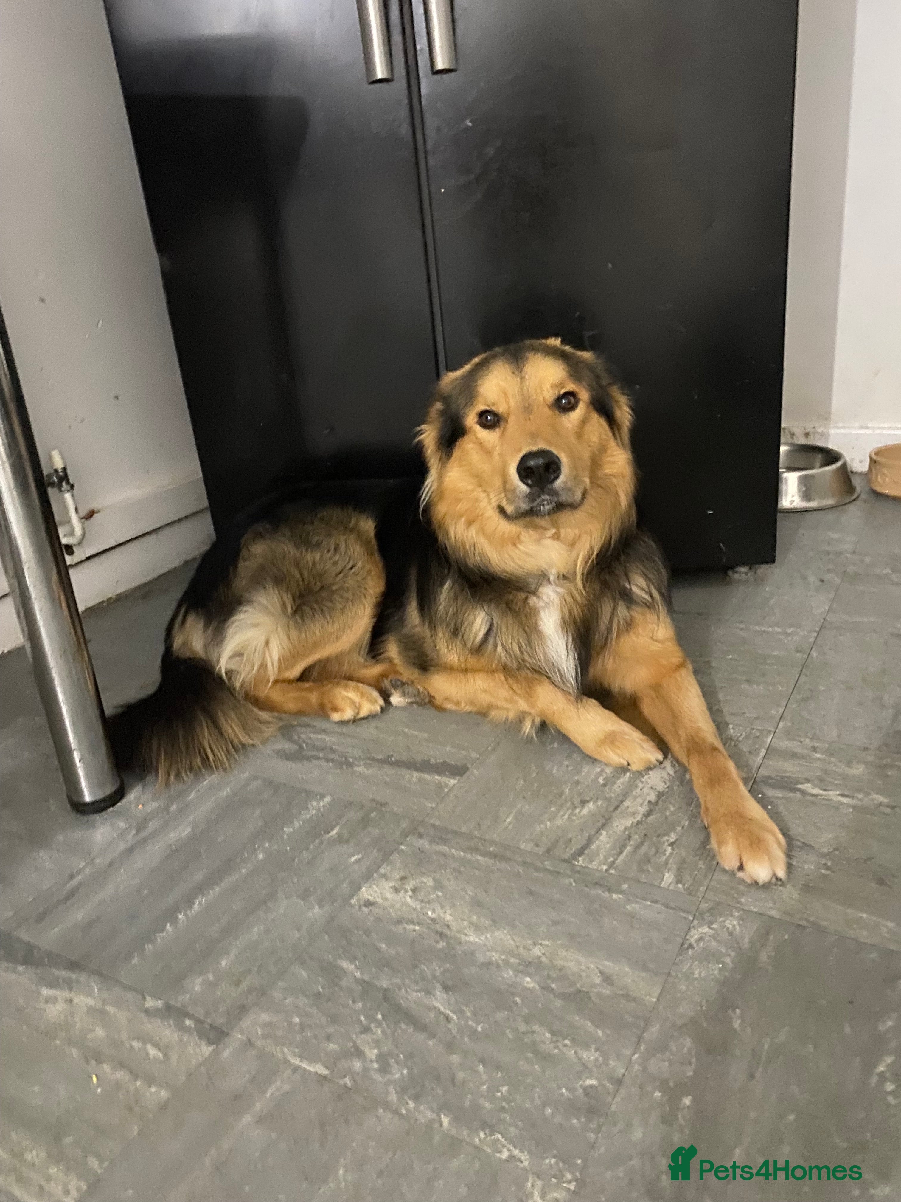 Mixed Breed dogs German shepherd x collie 2 yrs  - Advert 2